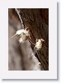 Downy feathers caught on the nest tree