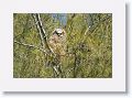 One chick remains in the nest tree but has crawled out to the top of an angled branch