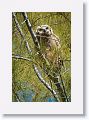 One chick remains in the nest tree but has crawled out to the top of an angled branch