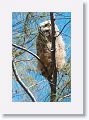 One chick remains in the nest tree but has crawled out to the top of an angled branch