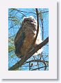 One chick remains in the nest tree but has crawled out to the top of an angled branch