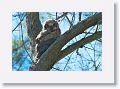 The chick, missing from the nest tree the last of February, is in a tree closer to the beach