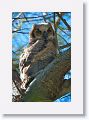 The chick, missing from the nest tree the last of February, is in a tree closer to the beach