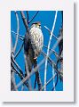 Northern Goshawk