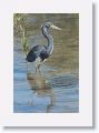 Tricolored Heron