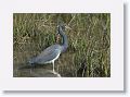 Tricolored Heron