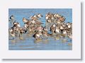 Willets