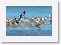 Willets