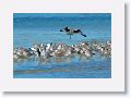 Willets