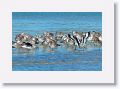 Willets