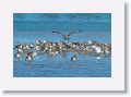 Willets