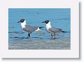 Black-headed Gulls
