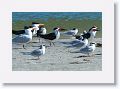 Royal Terns and Black Skimmers