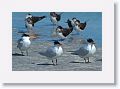 Royal Terns