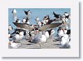 Black Skimmers and Royal Terns
