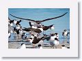Black Skimmers and Royal Terns