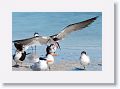 Black Skimmers and Royal Terns