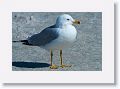 Ring-billed Gull