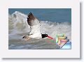 September * (62 Slides)