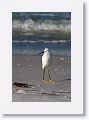 Snowy Egret near Bay Pier