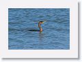Double Crested Cormorant fishing along Gulf Pier