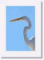 Great Egret perched on the roof of a fishing shelter on Gulf Pier