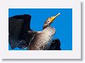 Double Crested Cormorant perched on a light pole on Gulf Pier