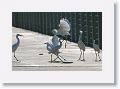 Snowy Egrets on Gulf Pier