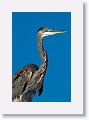 Great Blue Heron perched on the roof of a fishing shelter on Gulf Pier