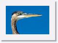 Great Blue Heron perched on the roof of a fishing shelter on Gulf Pier