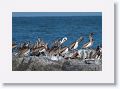 Brown Pelicans on the rocks next to Gulf Pier