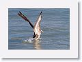 Brown Pelican next to Gulf Pier
