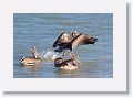 Brown Pelicans next to Gulf Pier