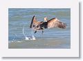 Brown Pelican next to Gulf Pier