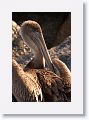 Brown Pelican on the rocks next to Gulf Pier