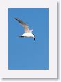 Sandwich Tern hovers, looking for a fish