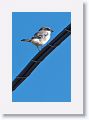 Loggerhead Shrike