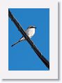 Loggerhead Shrike