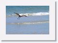 Reddish Egret on North Beach