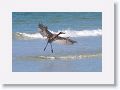 Reddish Egret on North Beach