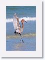 Reddish Egret on North Beach