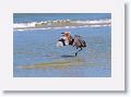 Reddish Egret on North Beach