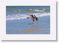 Reddish Egret on North Beach