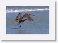 Reddish Egret on North Beach