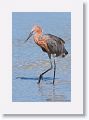 Reddish Egret on North Beach