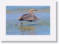 Reddish Egret on North Beach