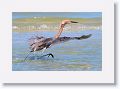 Reddish Egret on North Beach
