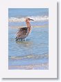 Reddish Egret on North Beach