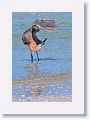 Reddish Egret on North Beach
