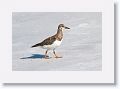 Ruddy Turnstone juvenile
